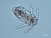 Photo of Copepoda: larval stages